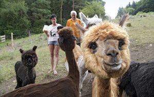 Auf dem Meierhof  werden Lamas und Alpakas versorgt. Foto:  Michael Matejka