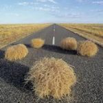 tumbleweed-roadkill